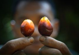 Transparency International Indonesia found that 24 of the palm oil companies, nearly half, don’t have an anticorruption commitment that applies to all staff members, including high-level board members. Image: CIFOR, CC BY-SA 3.0, via Flickr.