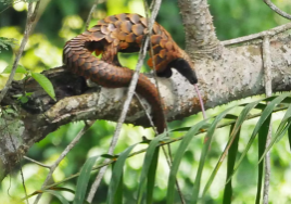 A young Chinese pangolin (Manis pentadactyla) clings to its mother (Image: Suzi Eszterhas / Alamy)